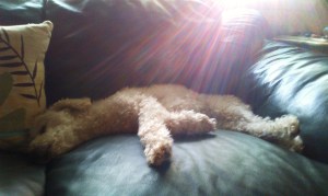 Bask in the Rays